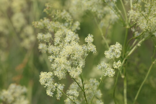 Yellow meadow-rue flowers growing in a sunny natural meadow, Thalictrum flavum