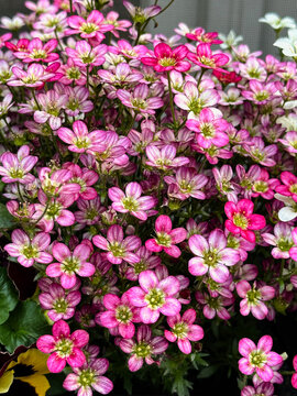 Pink Rockfoil Flowers in Bloom