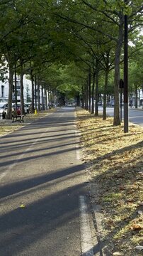 Tree-lined boulevard with long shadows at golden hour