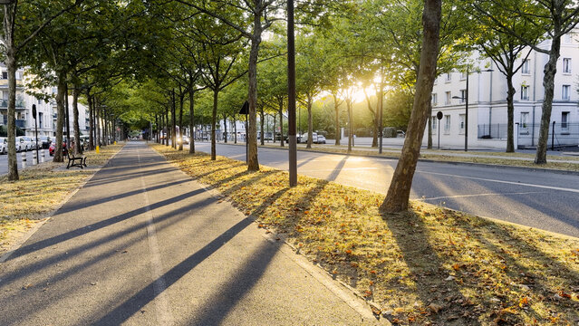 Tree-lined boulevard with long shadows at golden hour
