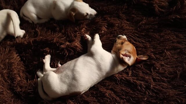 Jack Russell terrier puppy standing alert in a dimly lit indoor area, curious pet behavior, inquisitive animal moment, focused pet display.
