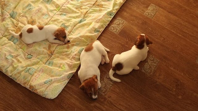 Jack Russell terrier puppy walking on a patterned floor in a cozy indoor space, active pet moment, energetic animal scene, dynamic family pet display.