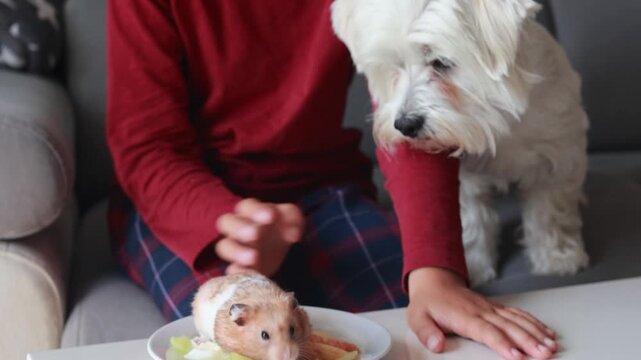 Cute child, playing with hamster at home, pet dog next to him