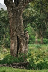 Monkey on the tree  © Ketan