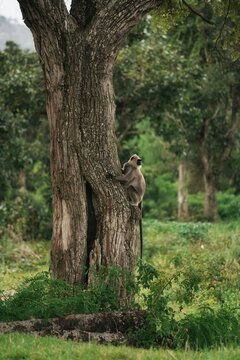Monkey on the tree 