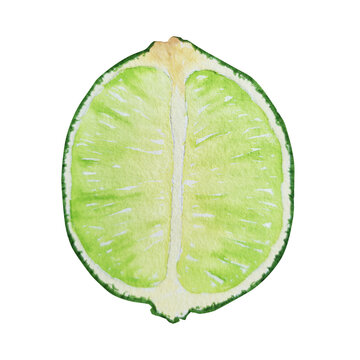 Half green lime watercolor illustration in a realistic botanical style. Perfect for beverage branding, food packaging, recipe books, cocktail menus, healthy lifestyle, cosmetic and wellness products.