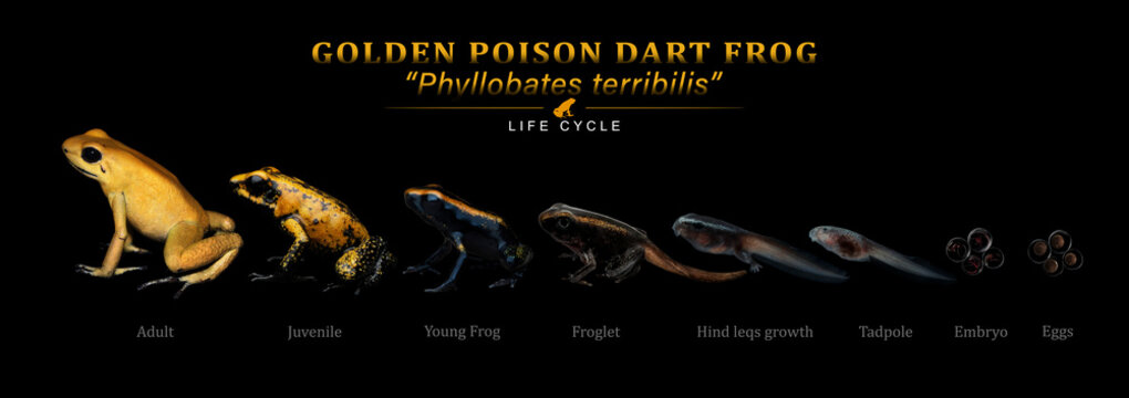  Developmental biology educational, Frog Life Cycle Diagram Life cycle Golden Poison Arrow Frog (Phyllobates terribilis) isolated on black background