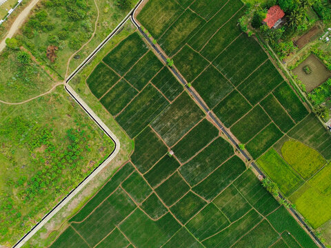 Aerial view of lush green rice paddies divided by irrigation channels and rural paths in the countryside, Purwokerto, Central Java, Indonesia.