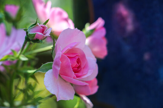 Nahaufnahme einer hellrosa pinken Bl&uuml;te von einer Gartenrose 