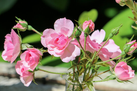 Strau&szlig; aus zarten hellrosa pinken Rosenbl&uuml;ten in einer Glasvase