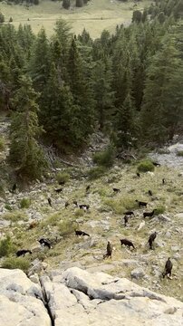 Shepherds and their flocks raising small livestock on mountain peaks and plateaus.