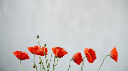 Obraz premium A delicate arrangement of red poppies against a soft grey backdrop, creating a visually appealing floral composition.