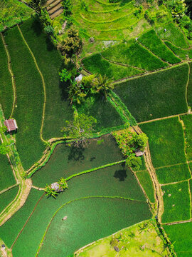 Aerial view of lush green rice terraces with small huts and palm trees in the rural landscape of Baturaden, Central Java, Indonesia.