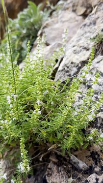 The growing region, environment, and natural plant of rock thyme.