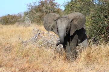 Fototapeta premium Afrikanischer Elefant / African elephant / Loxodonta africana