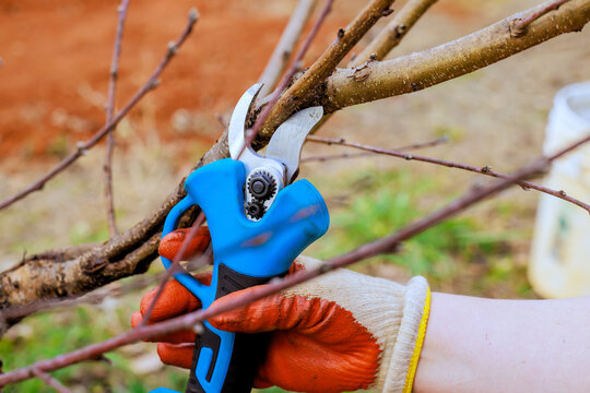 Gardening tools are used for pruning branches in garden during springtime tasks