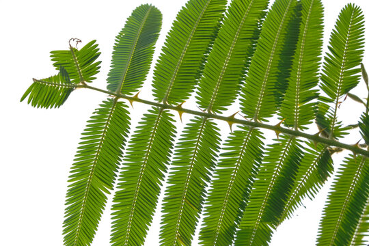 Detailed view of thorny stem and sensitive mimosa pudica leaves isolated on white background