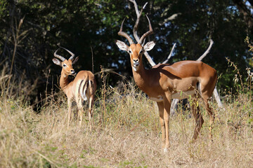 Obraz premium Schwarzfersenantilope / Impala / Aepyceros melampus