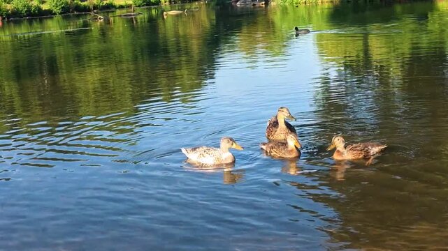 Ducks swimming in a pond with clear reflections on the water  