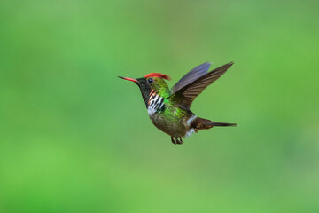 Naklejka premium Male frilled coquette (Lophornis magnificus) in mid-air hover, showcasing vibrant red crest, green plumage, and distinct white-and-black neck frills against a smooth green backdrop in Brazil.