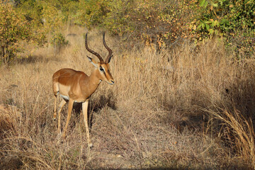 Naklejka premium Schwarzfersenantilope / Impala / Aepyceros melampus