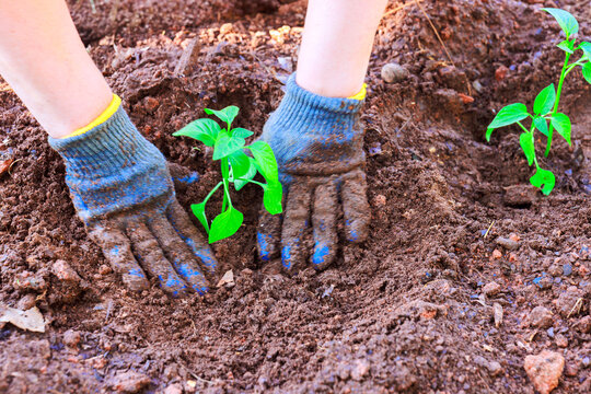 Hands plant young pepper plants in soil during gardening activity in backyard
