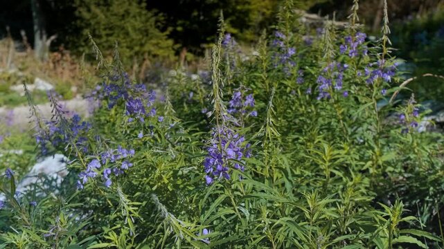Delicate purple fireweed blooms move in the breeze against a backdrop of tall green pine trees, capturing the beauty and tranquility of a summer mountain forest.