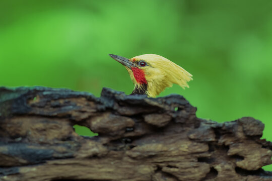 Portrait Blond-crested woodpecker (Celeus flavescens) peering from behind a tree branch, featuring a prominent yellow crest, red cheek patch, and black plumage against a blurred rainforest background 