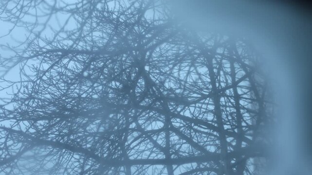 Cinematic winter scene showing intricate bare tree branches fading into a soft blue mist. The cold monochromatic atmosphere, diffused light, and delicate silhouettes create an ethereal and melancholic