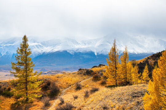 Yellow autumn trees and snow-covered mountains in Kurai steppe, Altai, Siberia, Russia. View of North-Chuya ridge