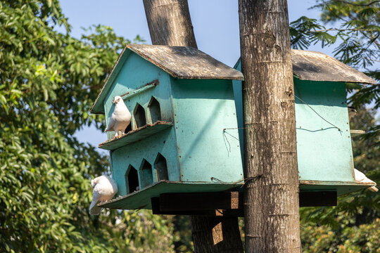 Pigeons gather around a tree with wooden nesting boxes