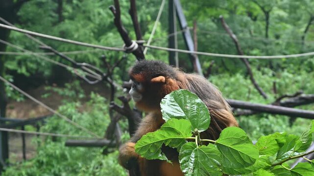 A golden snub-nosed monkey with brown-orange and darker fur resting on the branches with leaves partially obscuring its body