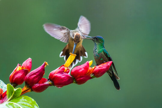 Violet-capped woodnymph (Thalurania glaucopis) and scale-throated hermit (Phaethornis eurynome) feeding on red and yellow flowers in the Atlantic Forest, Brazil.