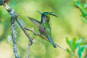 Naklejka premium Green-crowned Plovercrest (Stephanoxis lalandi), characterized by its long, iridescent blue crest feather, metallic green forehead, and deep violet-blue throat and chest.