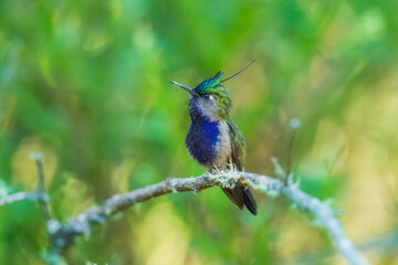 Naklejka premium Green-crowned Plovercrest (Stephanoxis lalandi), characterized by its long, iridescent blue crest feather, metallic green forehead, and deep violet-blue throat and chest.