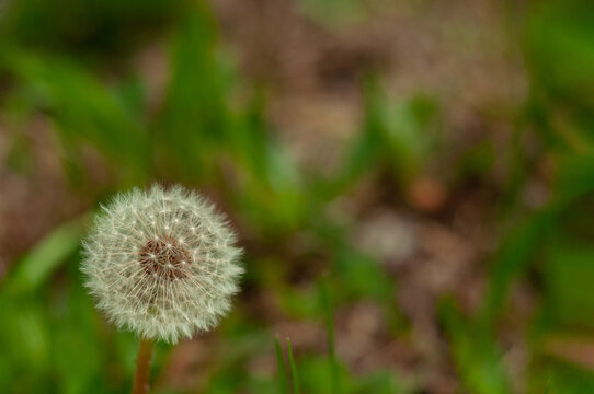 White dandelion flower.