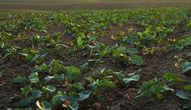 Wide view of rapeseed seedlings growing in rows across agricultural field, sustainable canola farming and crop development concept