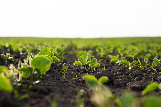 Young soybean plants growing in fertile soil, agricultural field showing early crop development and future harvest