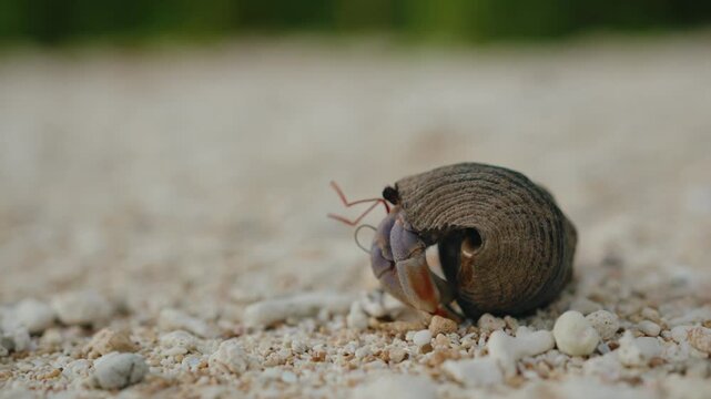 Close-Up of a Hermit Crab Emerging from Its Shell on a Tropical Beach in the Andaman Islands
