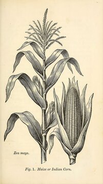 Vintage Corn Botanical Engraving, Antique Black and White Cob Illustration