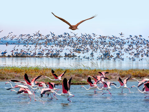 Red-tailed Hawk flying over the bird paradise of Manyas - Manyas Bird Paradise National Park - Balikesir, Turkey