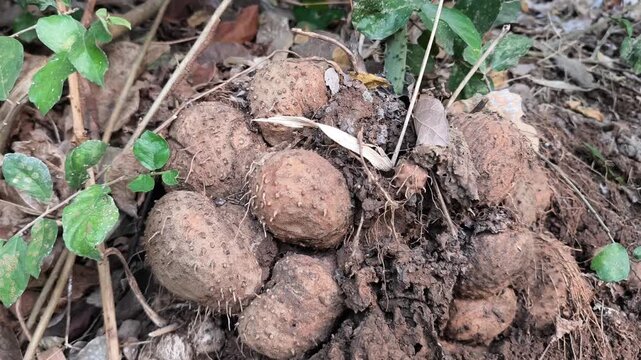 Clustered yam tubers emerge from soil beneath leafy vegetation, showing rough brown skins and roots. 