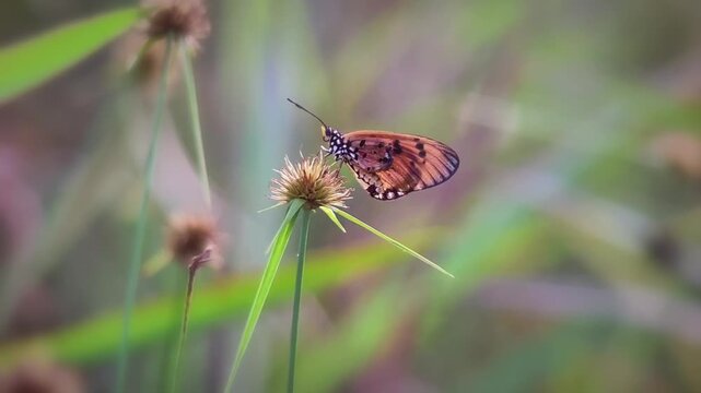 Beautiful Tawny Coster Butterfly (Acraea terpsicore) Perched on Wildflower