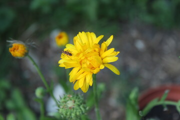 Fototapeta premium Yellow calendula blossoming