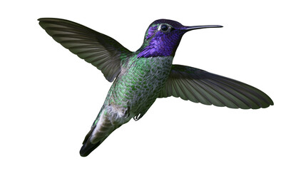 Tiny iridescent hummingbird with purple throat and green body, isolated on transparent background © PNGIG
