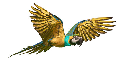 Blue and yellow macaw parrot with wings spread, isolated on transparent background © PNGIG
