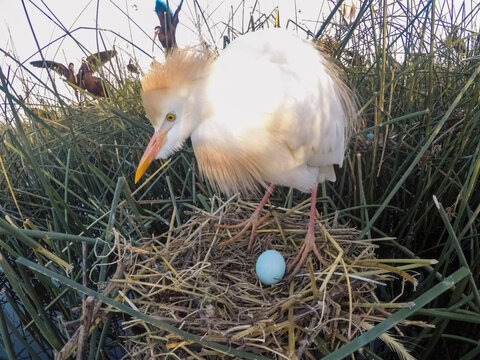 Cattle Egret, Bubulcus ibis, nesting, La Pampa Province, Patagonia, Argentina