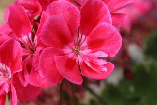 pink geranium flower in the garden