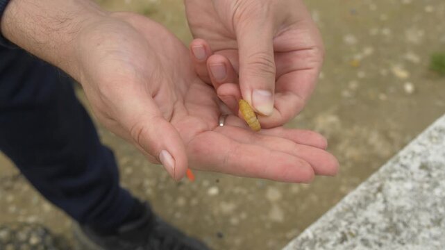 Preparing live bait for fishing hook