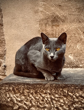 Beautiful grey cat with striking green eyes sitting and  watching on a textured stone surface